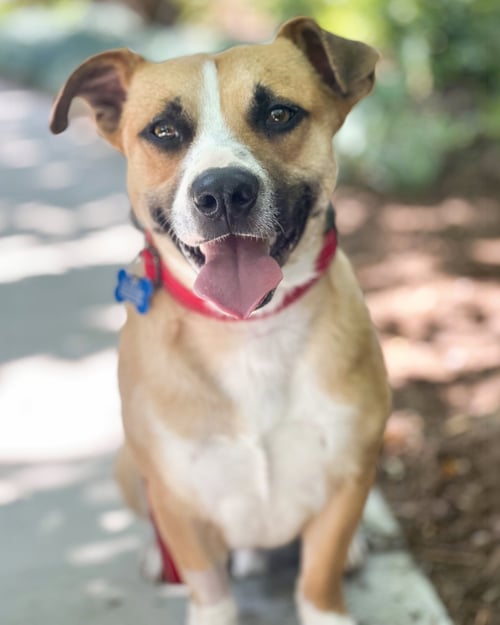 SULLY - Corgi / Beagle available for adoption
