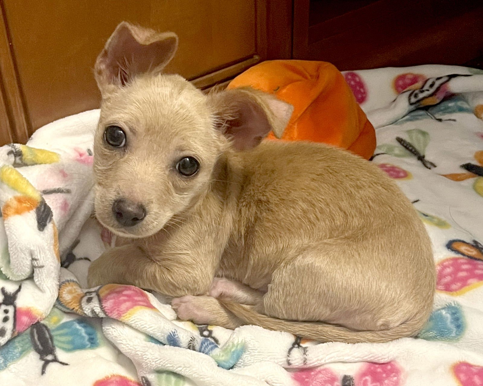 SALLY - Chihuahua / Terrier available for adoption
