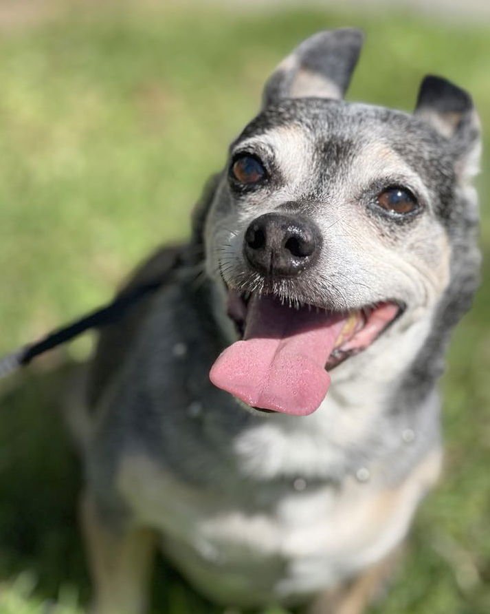 BRUCE - Chihuahua available for adoption