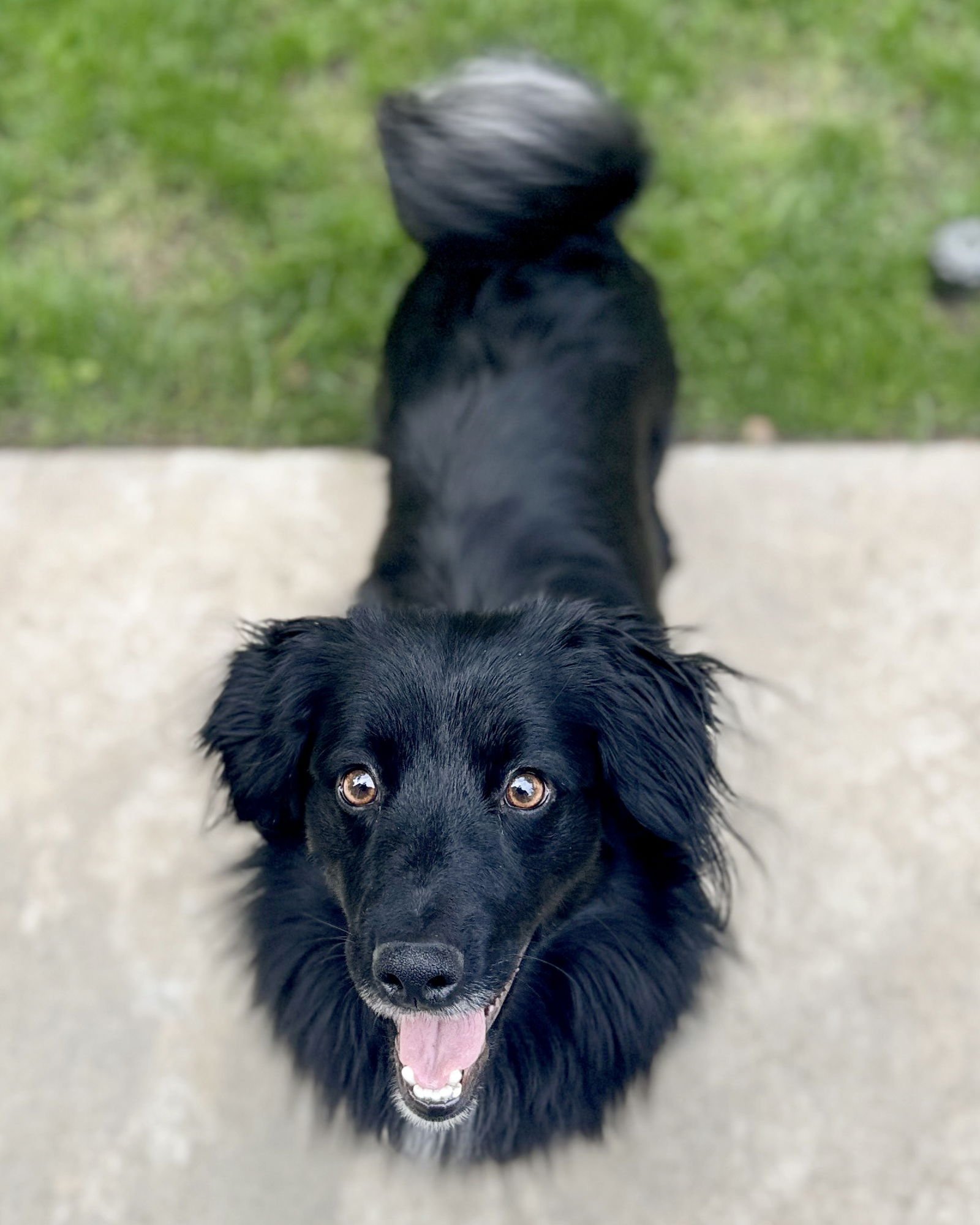 JET - Dachshund available for adoption