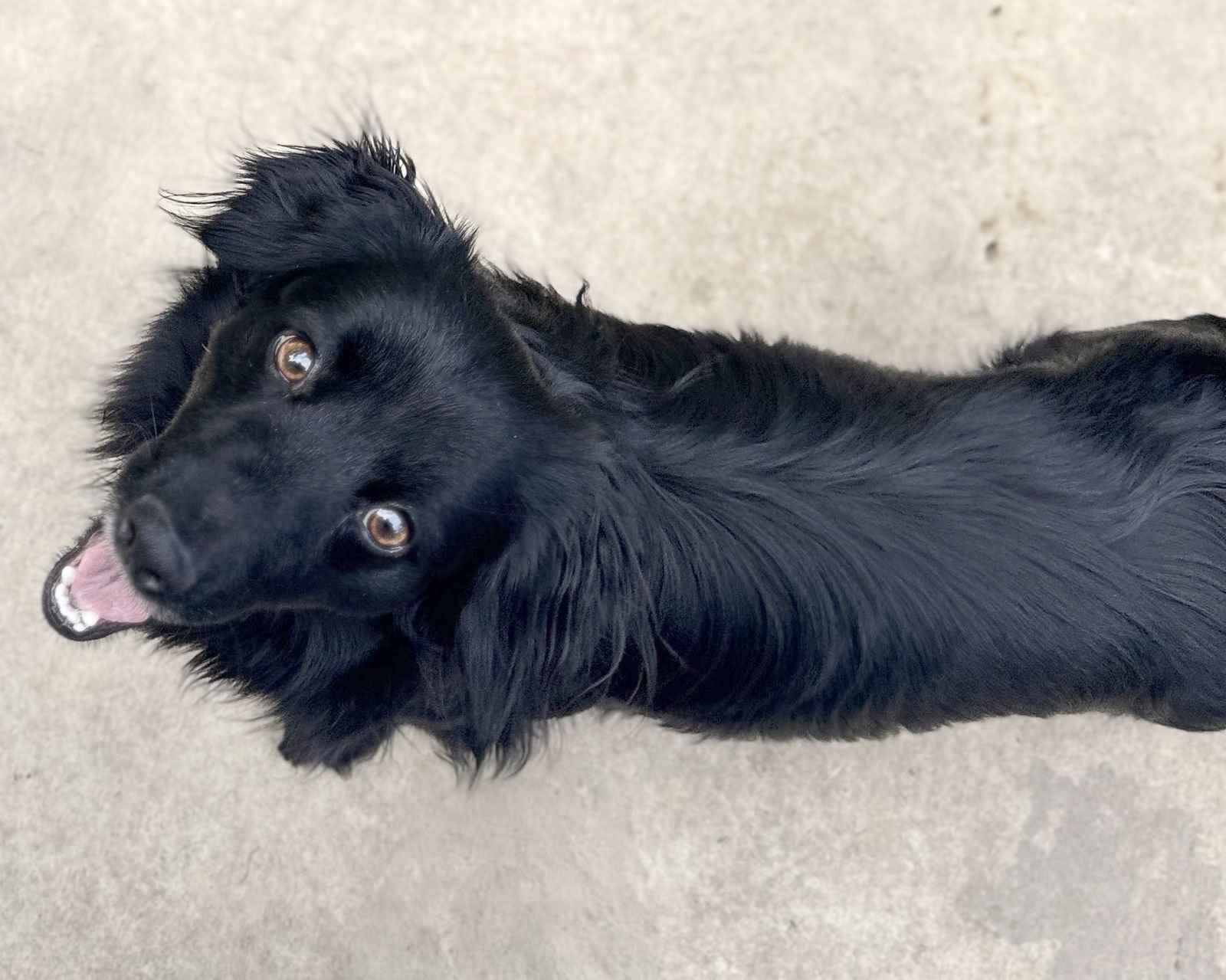 JET - Dachshund available for adoption