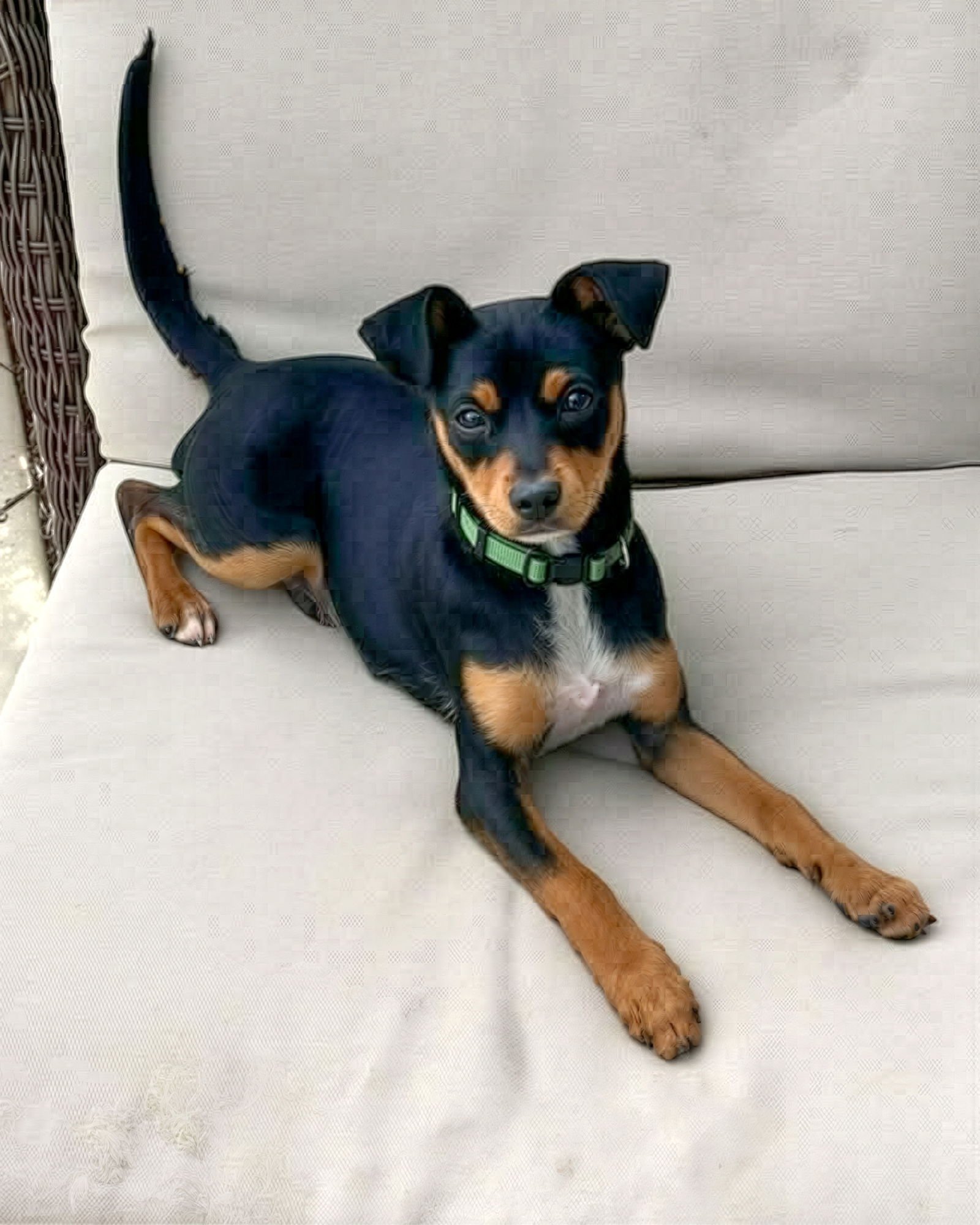 PEETY - Terrier available for adoption