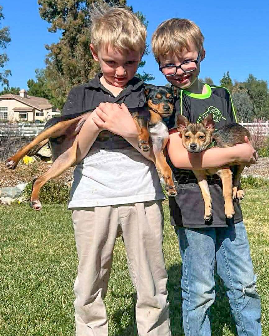 PEETY - Terrier available for adoption