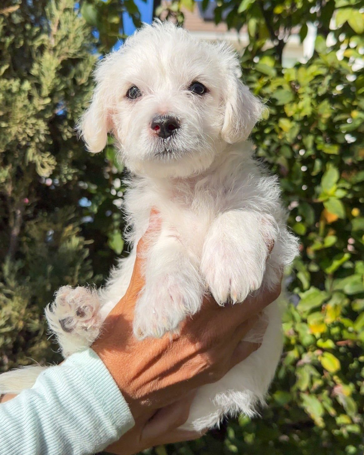 MAVERICK - Terrier available for adoption