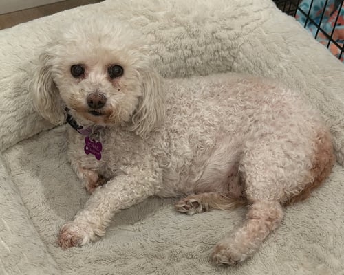 CUTIE - Poodle (Miniature) available for adoption