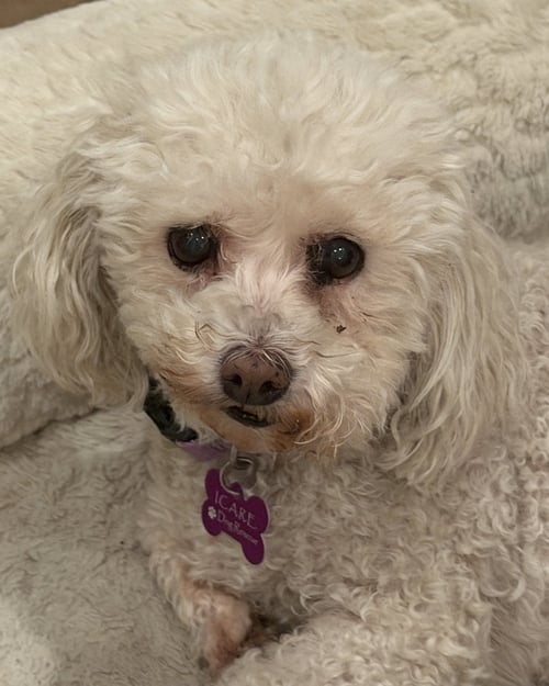 CUTIE - Poodle (Miniature) available for adoption