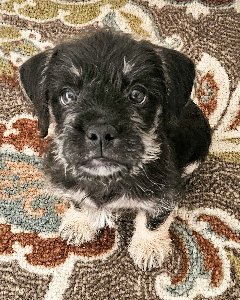 BLACKJACK - Terrier available for adoption