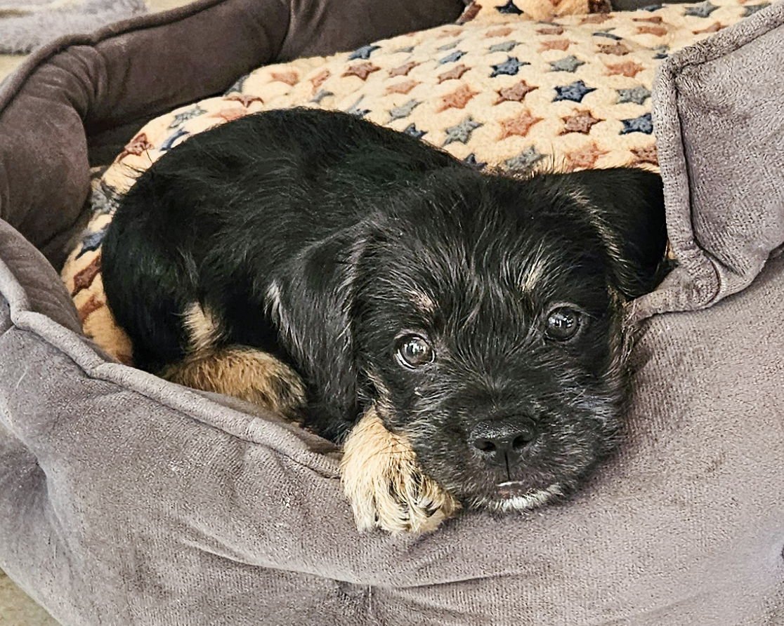 BLACKJACK - Terrier available for adoption