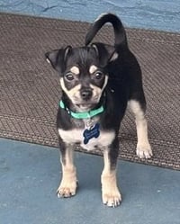 Odie - Photo 2