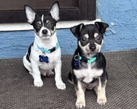 Odie - Photo 7