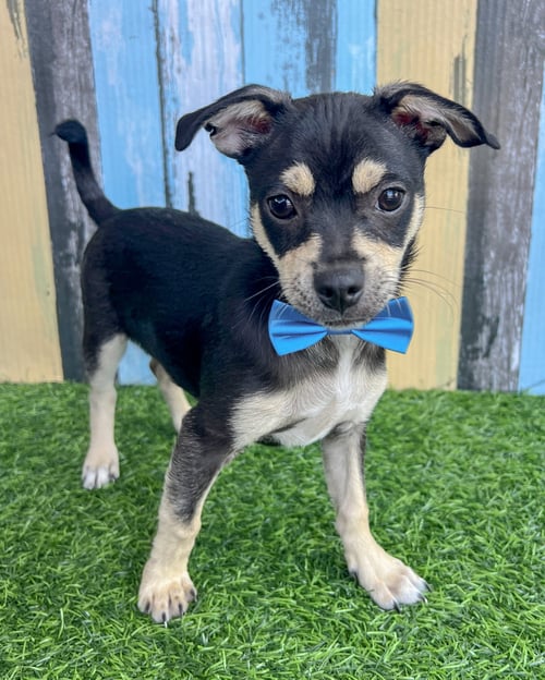 ODIE - Chihuahua available for adoption