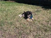 Odie - Photo 10