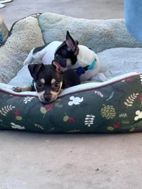 Odie - Photo 8