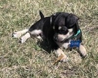 Odie - Photo 9