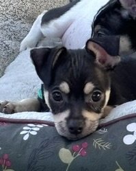 Odie - Photo 3