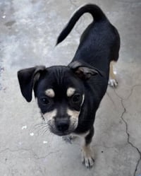 Odie - Photo 5