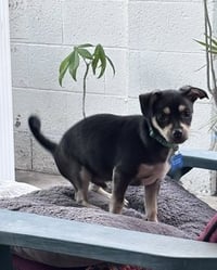 Odie - Photo 6
