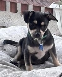 Odie - Photo 4