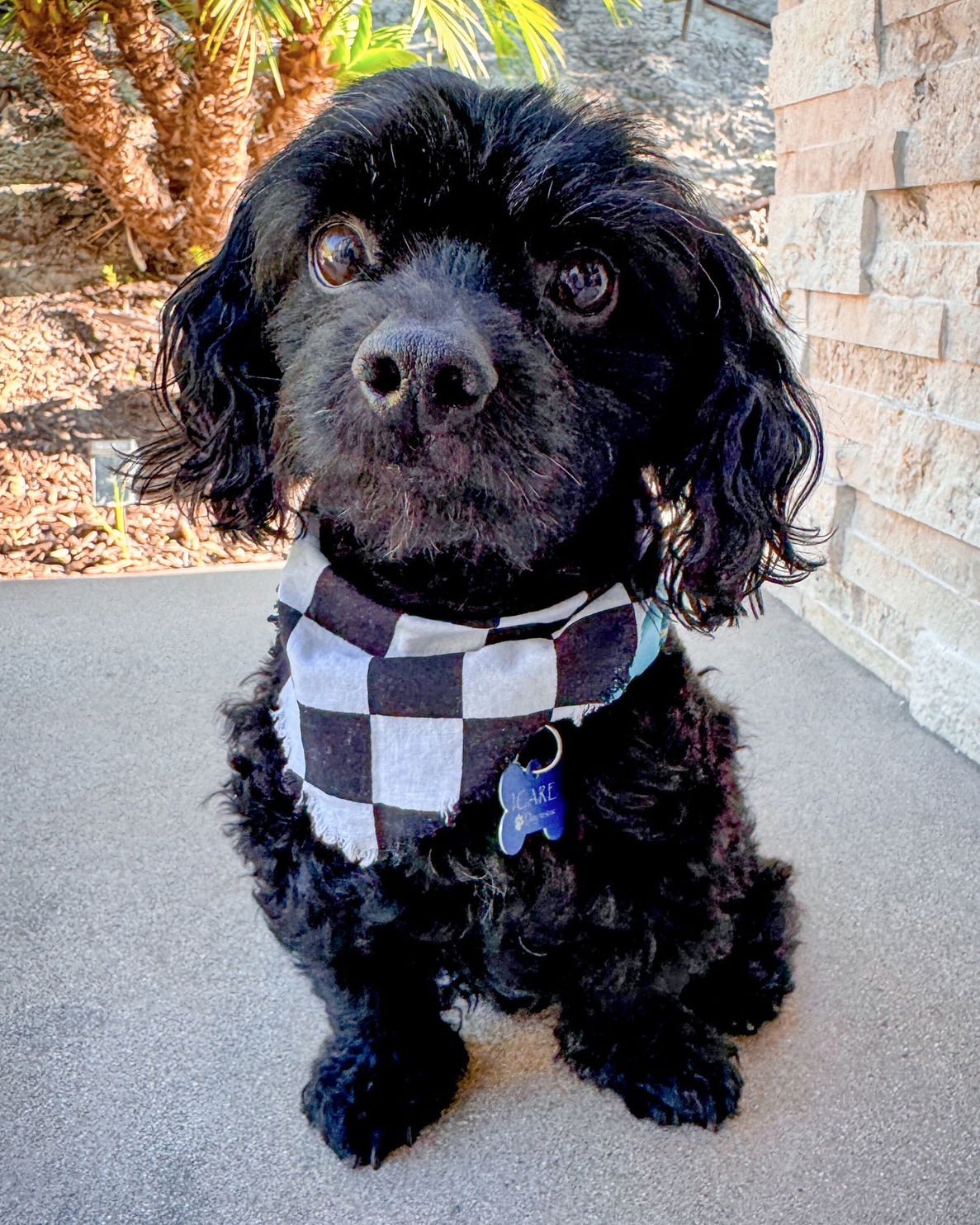 OZZY - Cavalier King Charles Spaniel / Poodle (Miniature) available for adoption