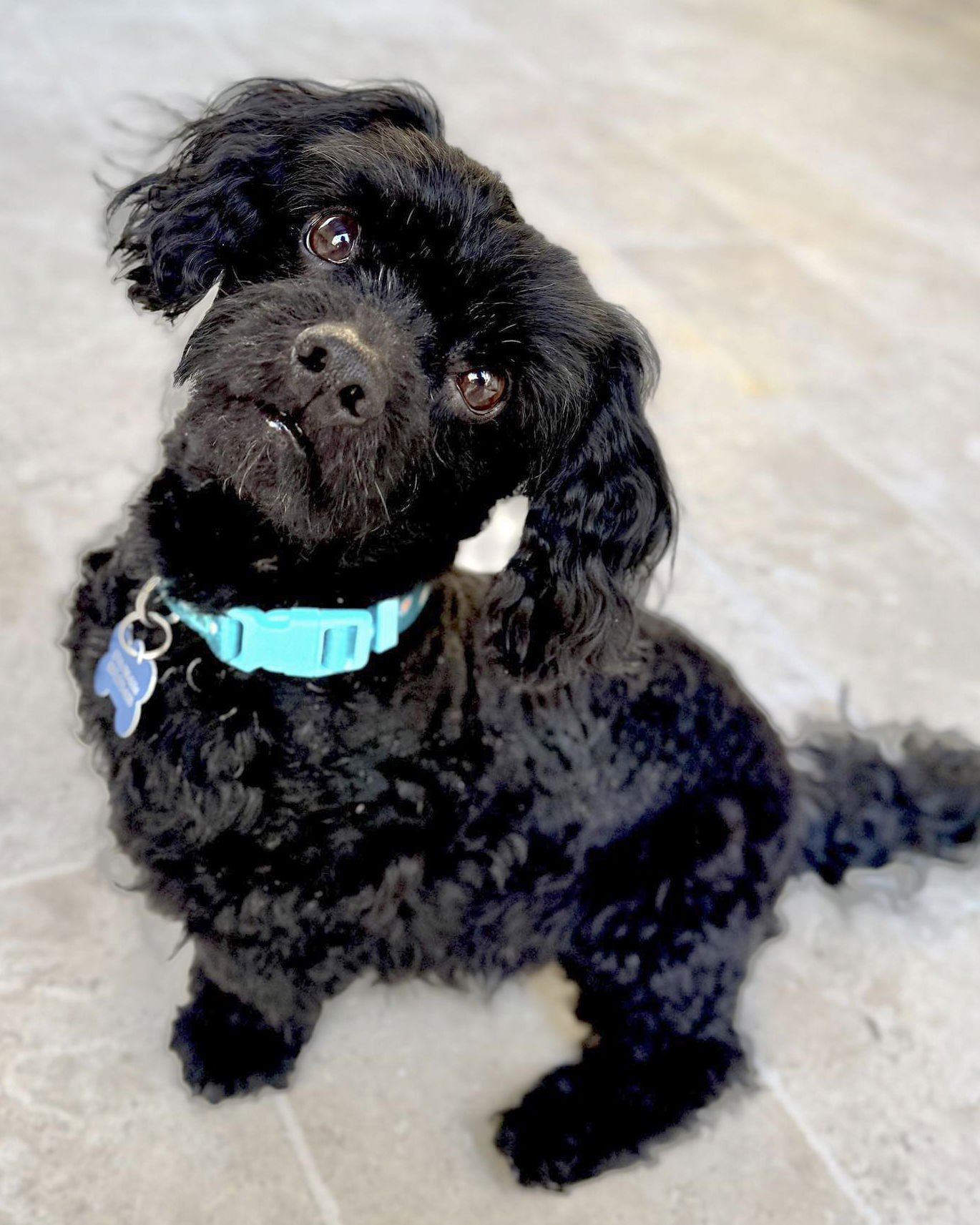 OZZY - Cavalier King Charles Spaniel / Poodle (Miniature) available for adoption
