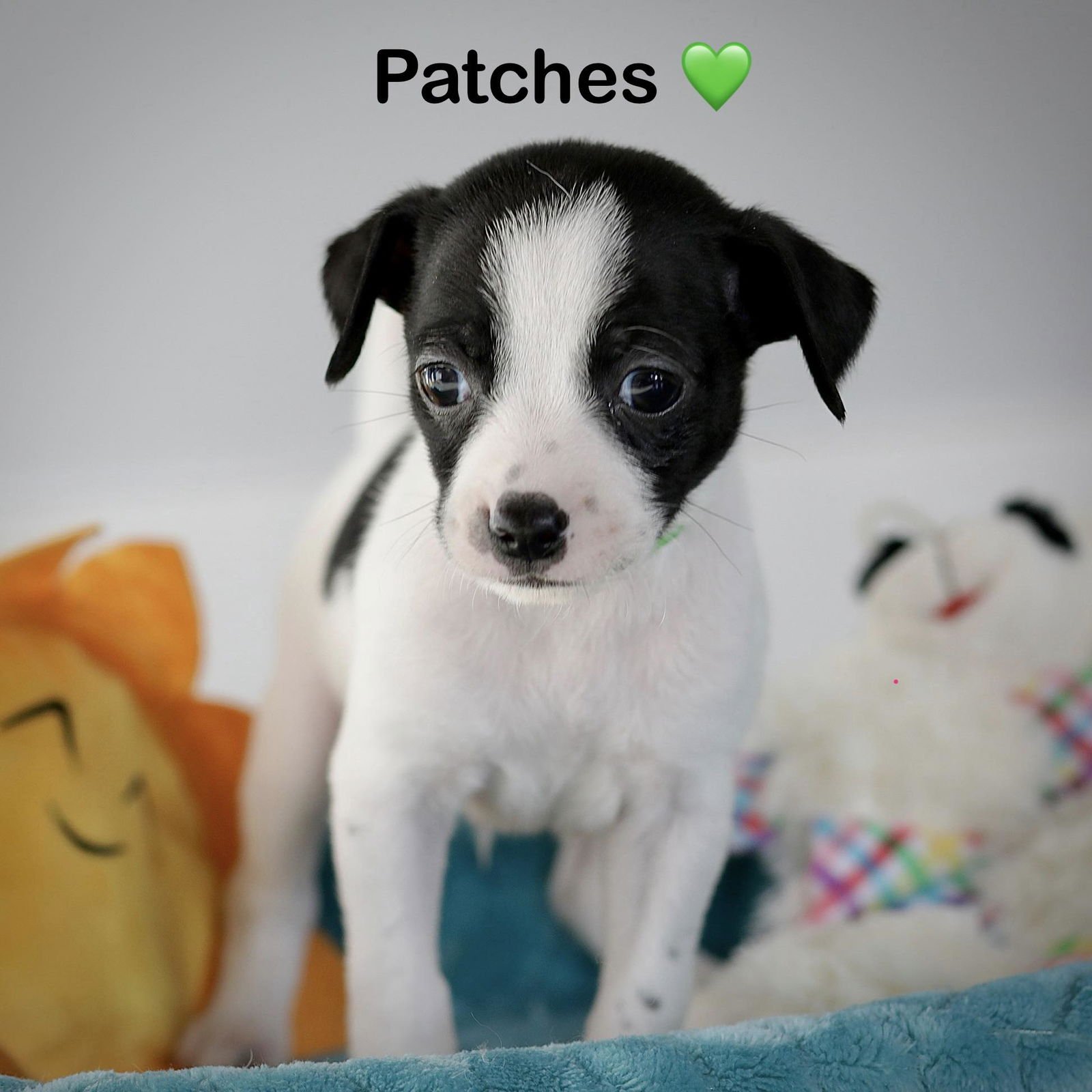 PATCHES - Chihuahua / Terrier available for adoption
