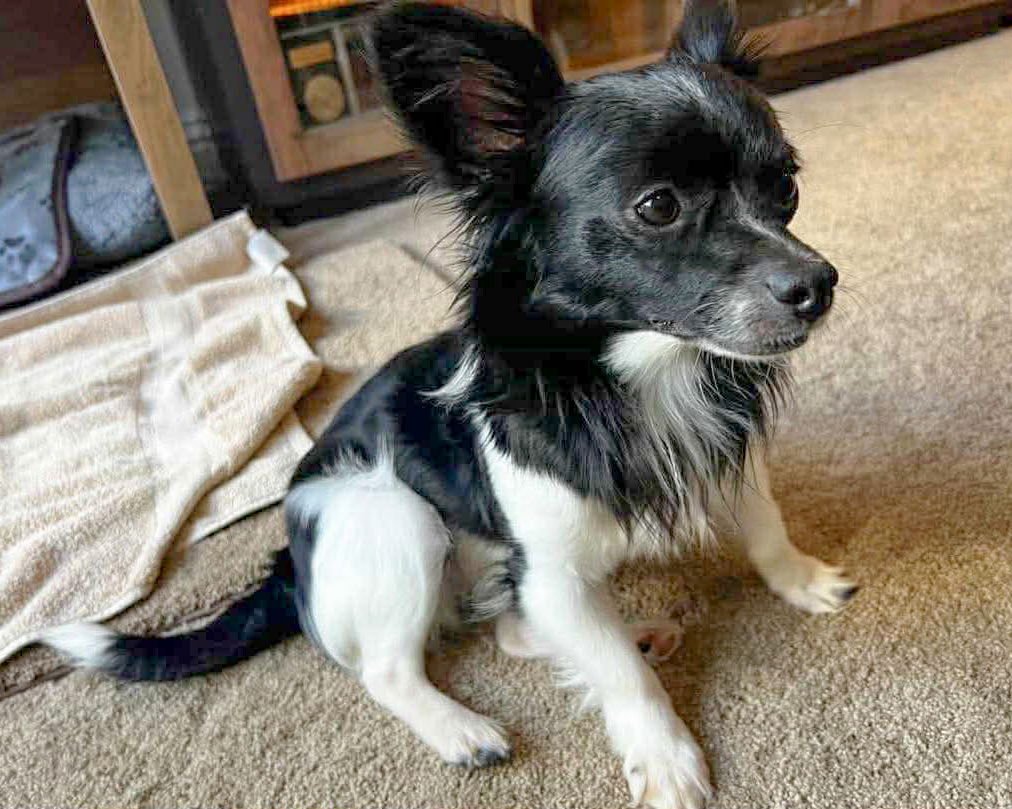 TOBIAS - Chihuahua / Papillon available for adoption