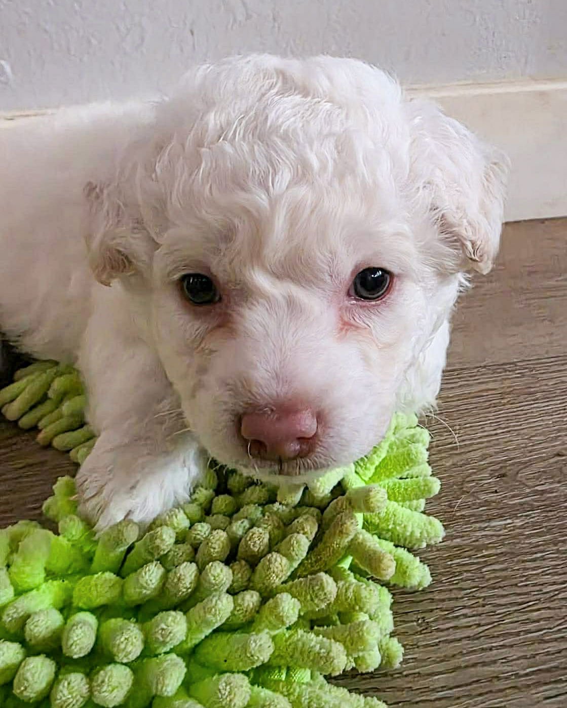 MILO - Poodle (Miniature) available for adoption