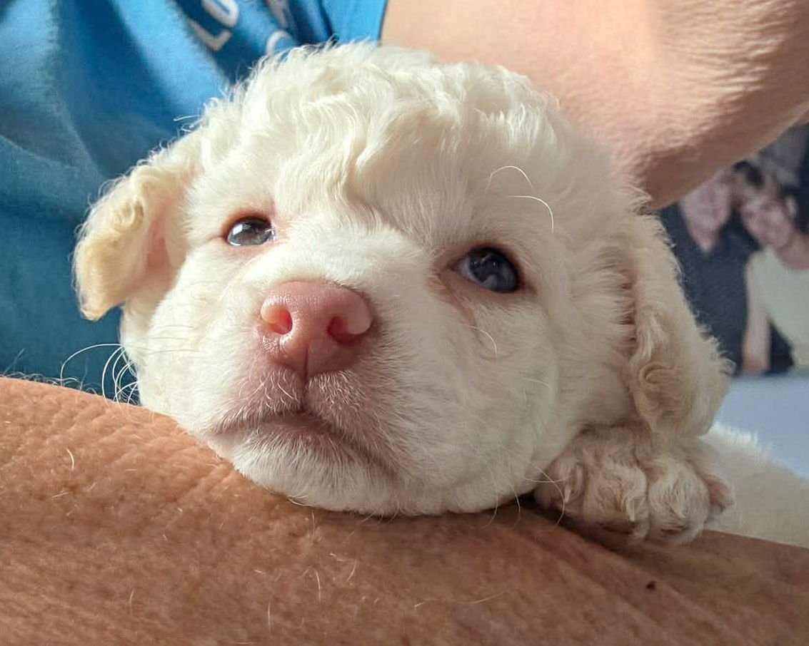 MILO - Poodle (Miniature) available for adoption