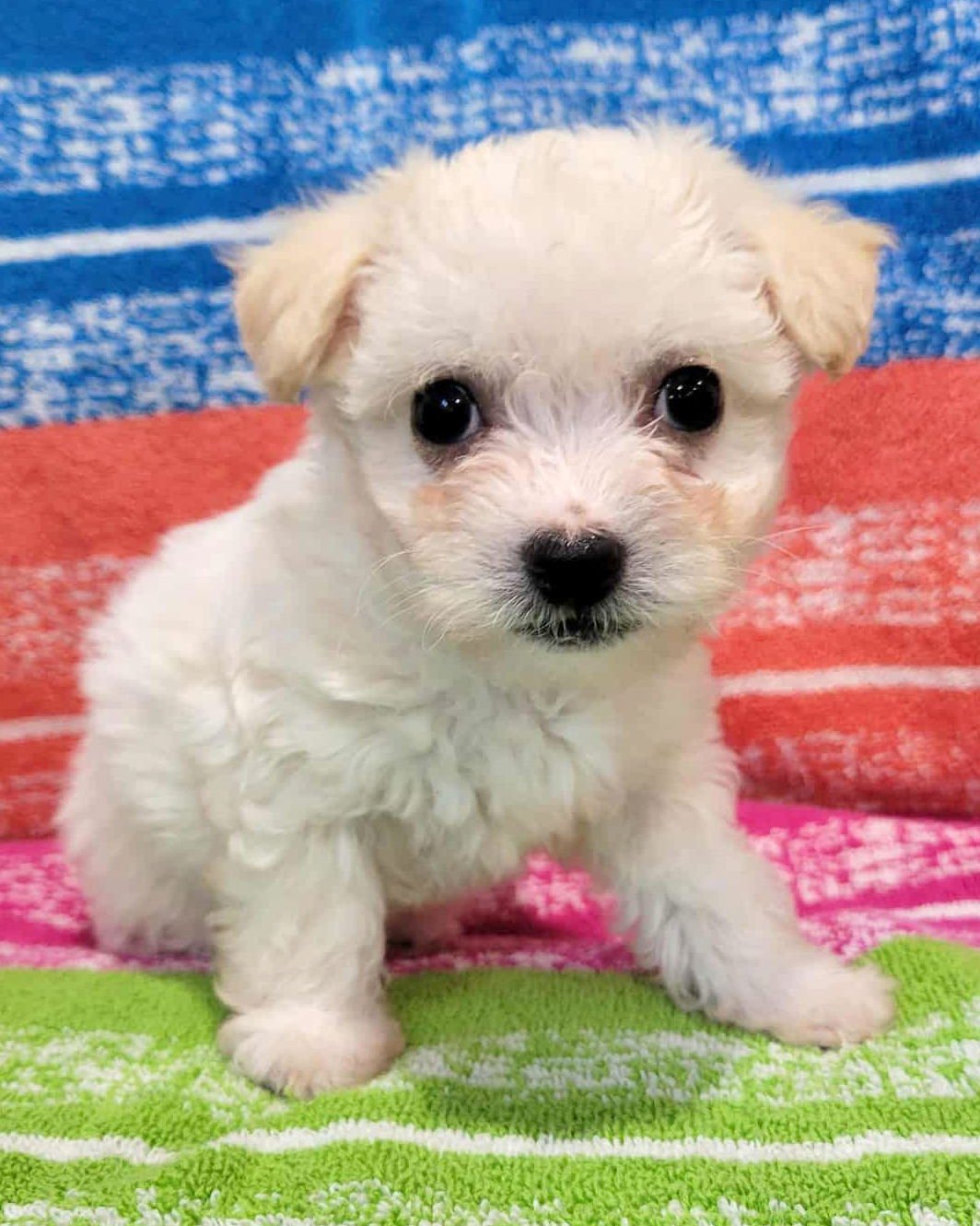 PEYTON - Poodle (Miniature) / Terrier available for adoption