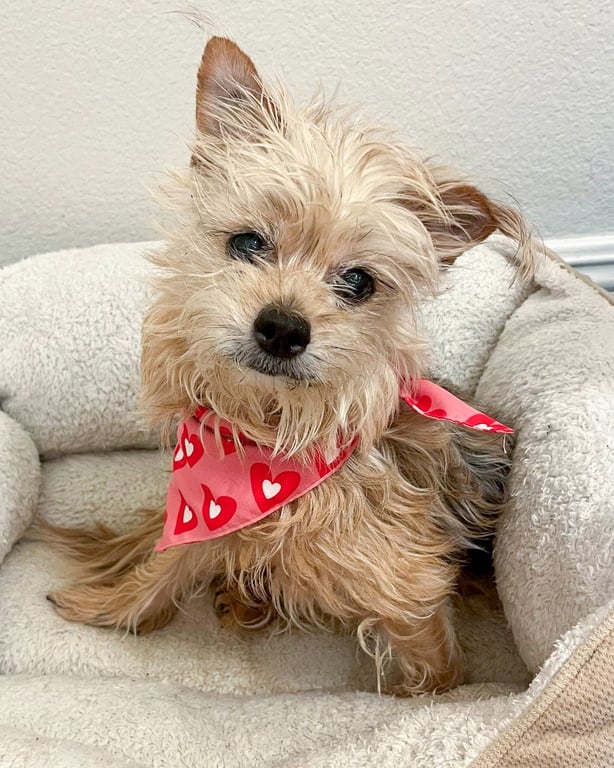 Tootsie Image