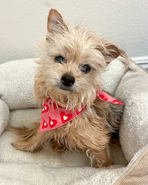 TOOTSIE - Terrier available for adoption