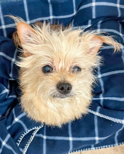TOOTSIE - Terrier available for adoption