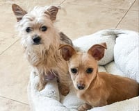 Tootsie - Photo 4