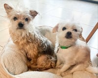 Tootsie - Photo 5