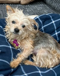 Tootsie - Photo 6