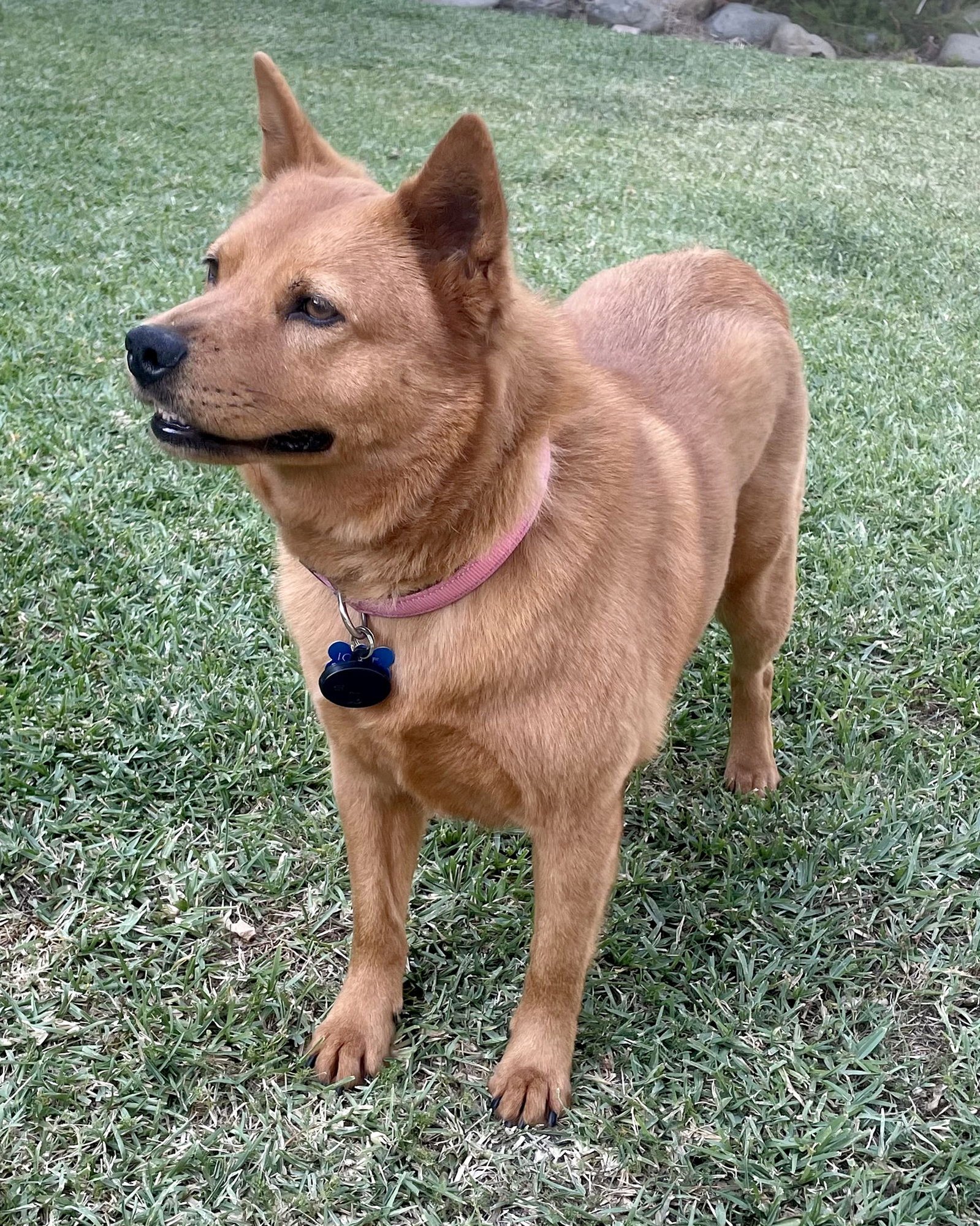 GINGER - Shiba Inu / Husky available for adoption
