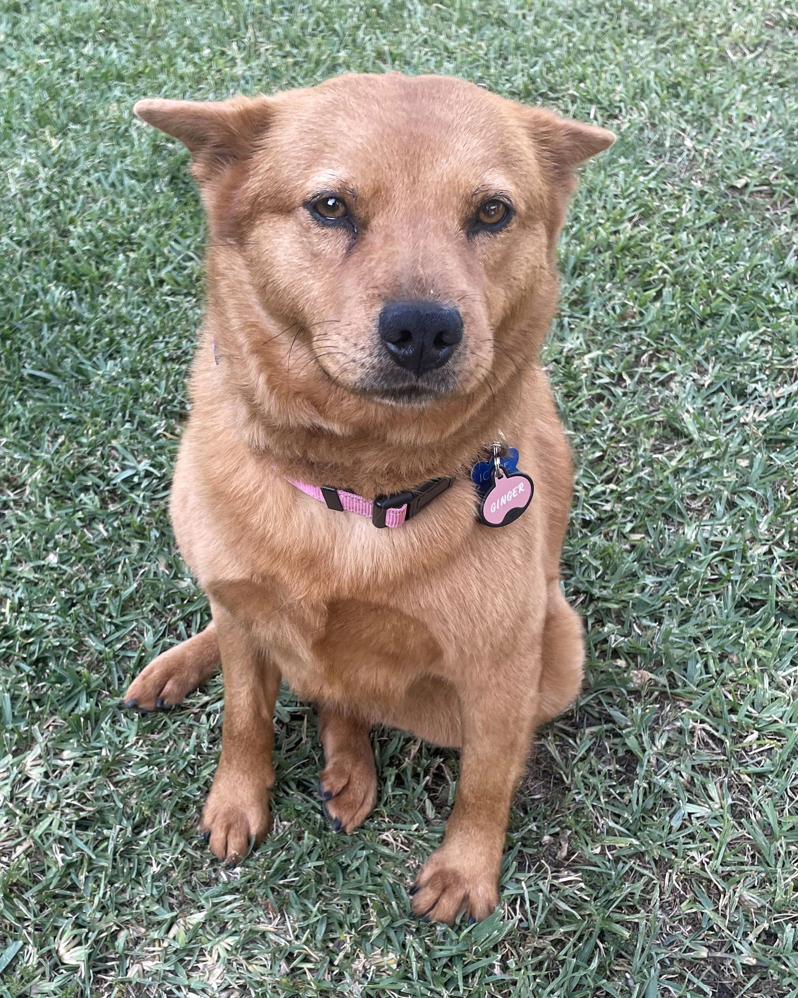 GINGER - Shiba Inu / Husky available for adoption
