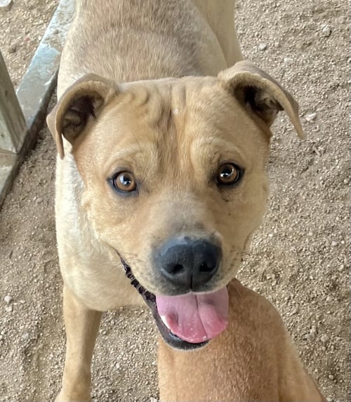 TEDDY BEAR - Mountain Cur available for adoption