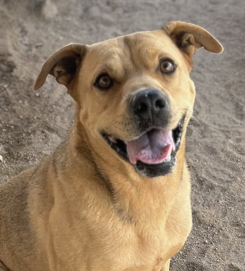 TEDDY BEAR - Mountain Cur available for adoption