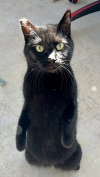 Onyx - Photo 3