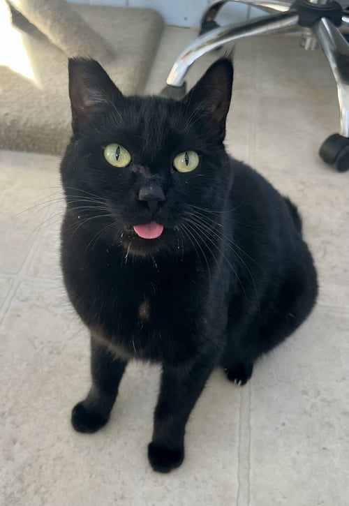 ONYX - Domestic Short Hair available for adoption