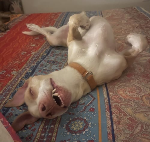 BISQUIT - Whippet available for adoption