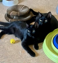 Loki - Photo 4