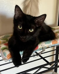 Loki - Photo 1