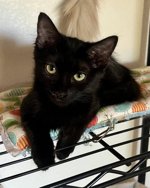 LOKI - Domestic Short Hair available for adoption
