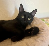 Loki - Photo 2