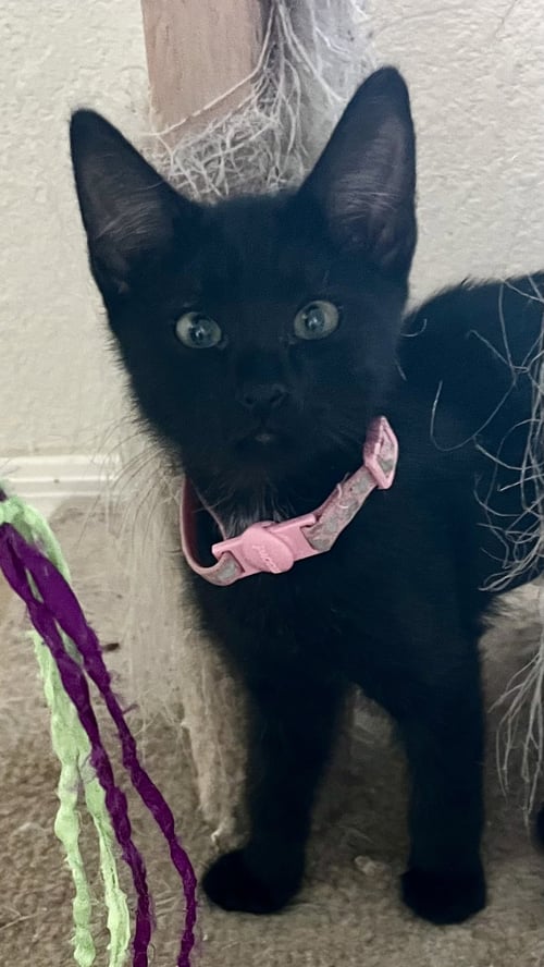 LILY - Domestic Medium Hair available for adoption