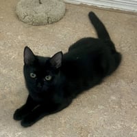 Lily - Photo 4