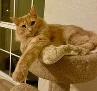 Milo - Photo 3