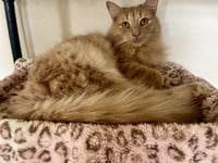 Milo - Photo 2
